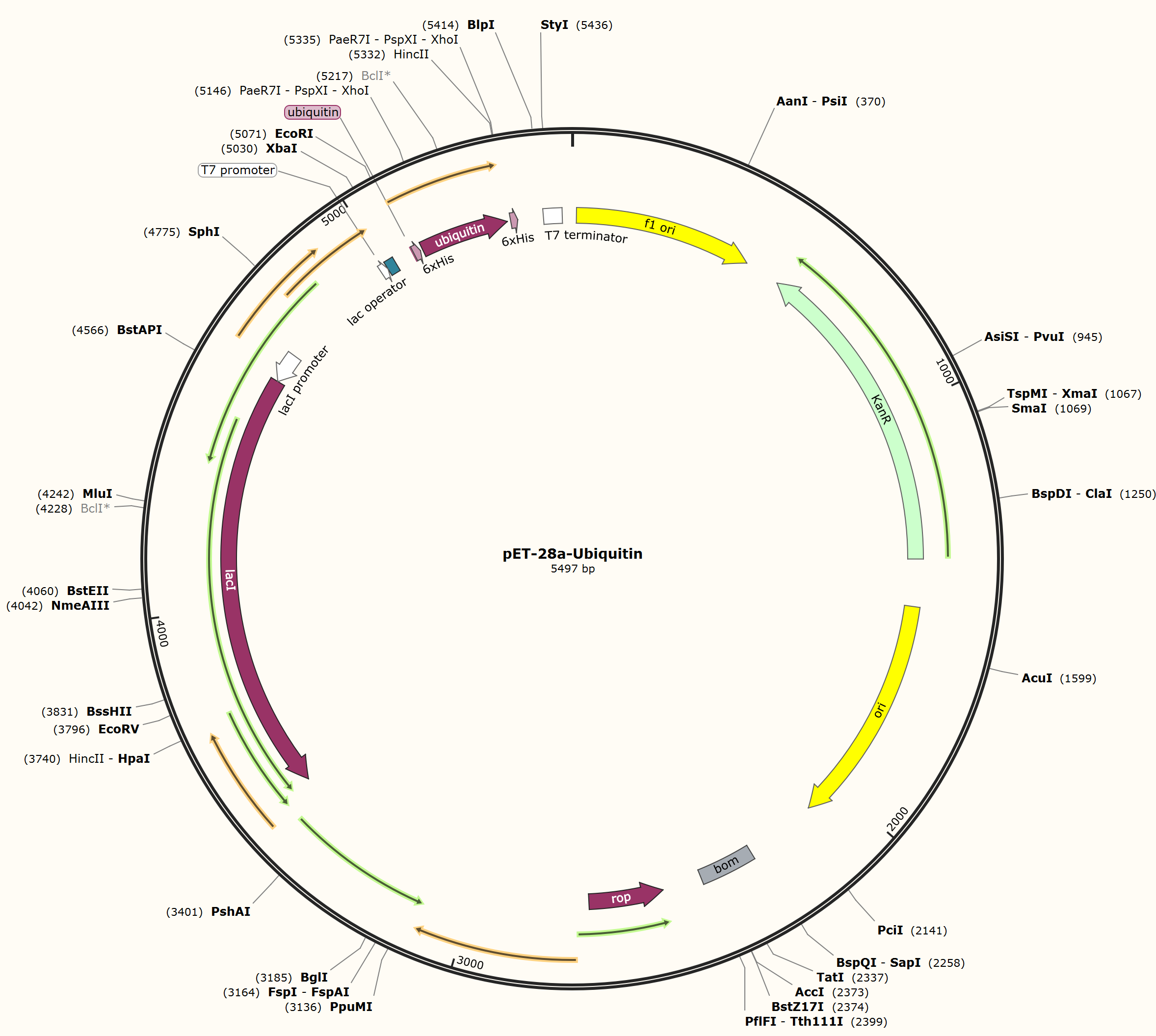 pET-28a-Ubiquitin载体图谱