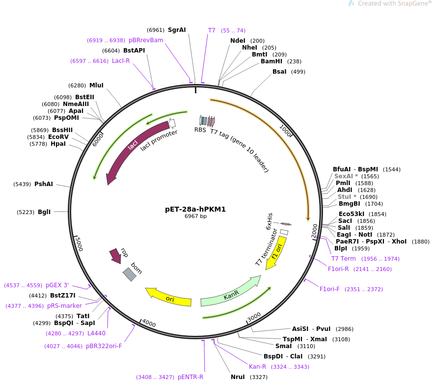 pET-28a-hPKM1质粒图谱