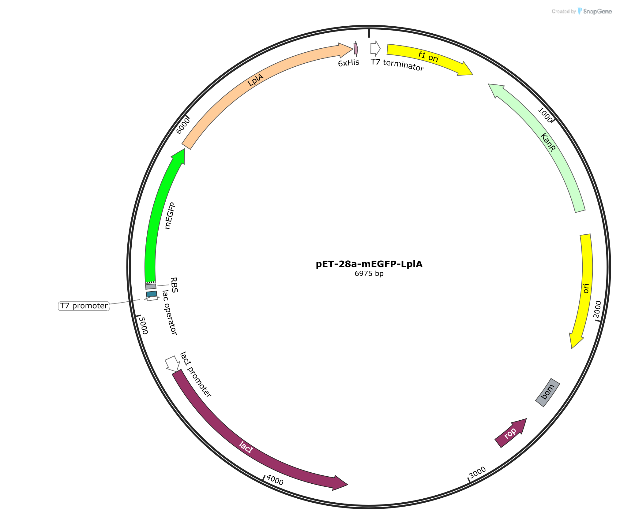 pET-28a-mEGFP-LplA载体图谱