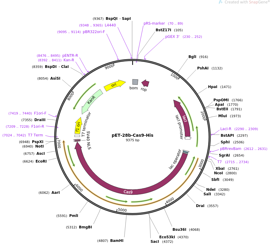 pT3-EF1A-MYC-IRES-luc质粒图谱