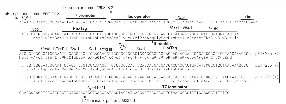 pET28c多克隆位点 点击看大图 pet28c多克隆位点