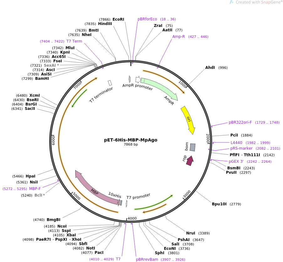 pET-6His-MBP-MpAgo质粒图谱