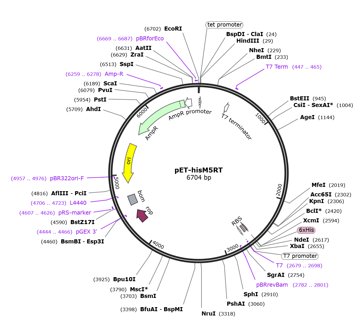 pET-hisM5RT载体图谱