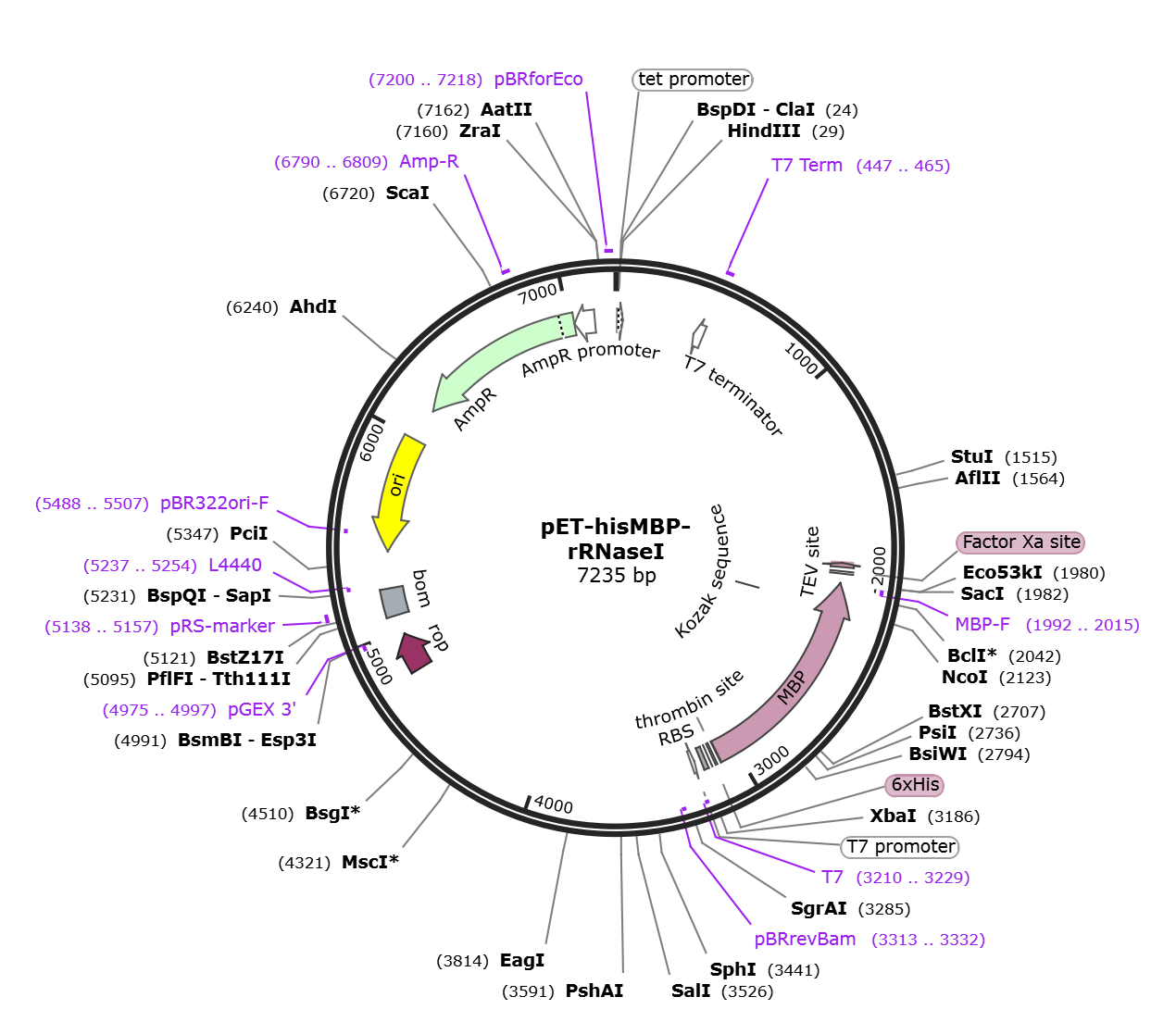 pET-hisMBP-rRNaseI载体图谱