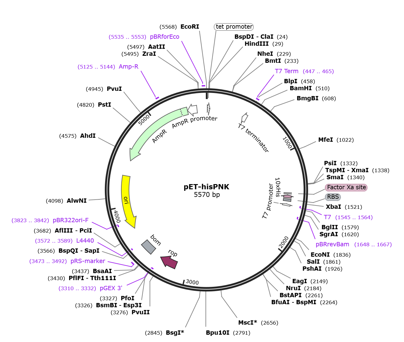 pET-hisPNK载体图谱