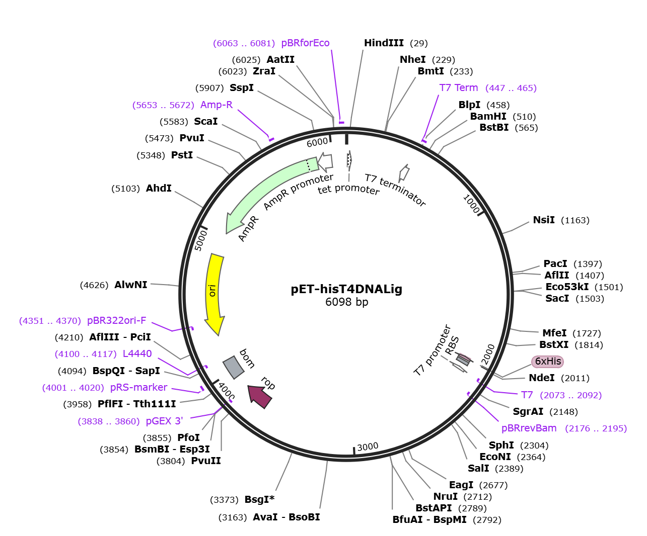 pET-hisT4DNALig载体图谱