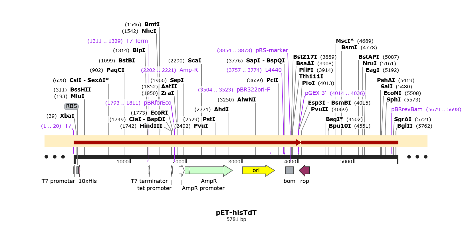 pET-hisTdT载体图谱