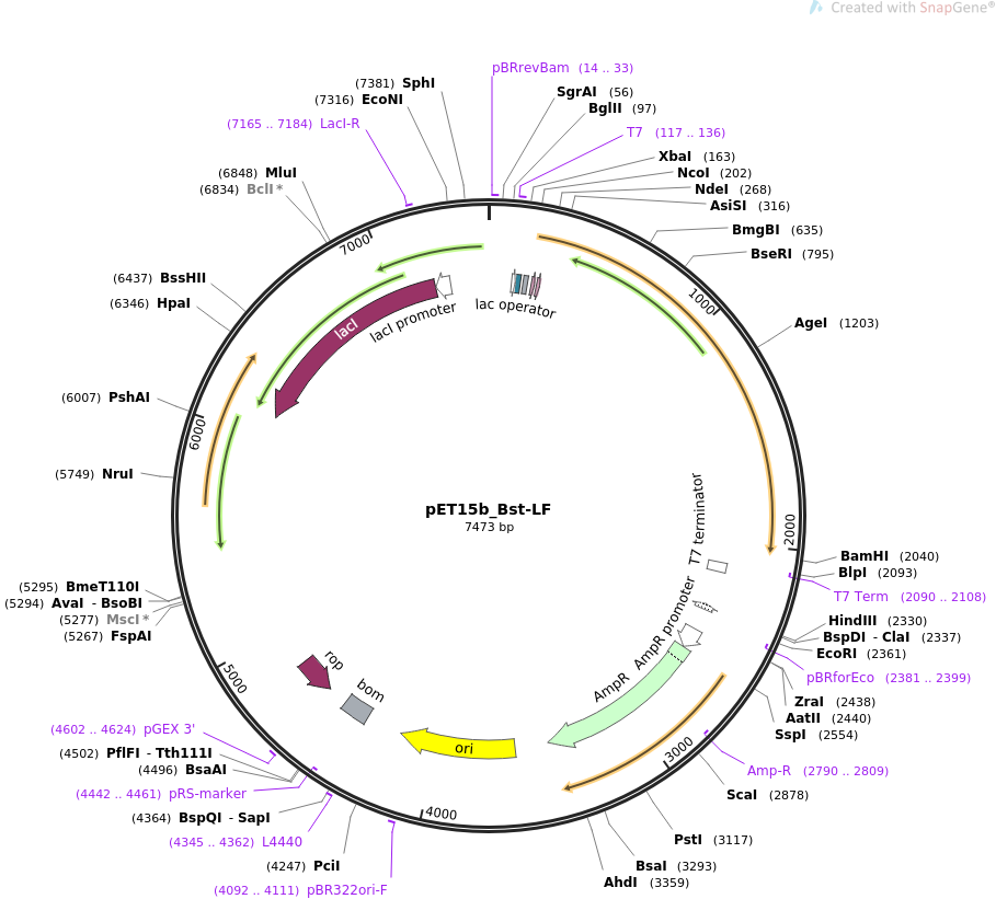 pET15b_Bst-LF质粒图谱