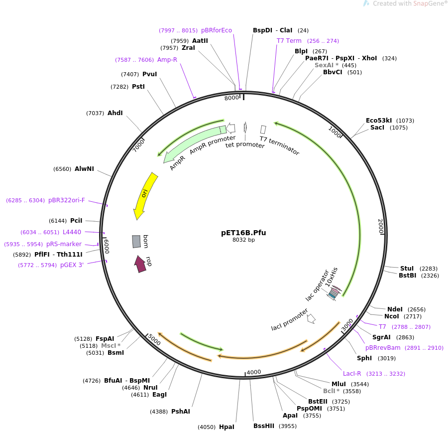 pET16B.Pfu质粒图谱