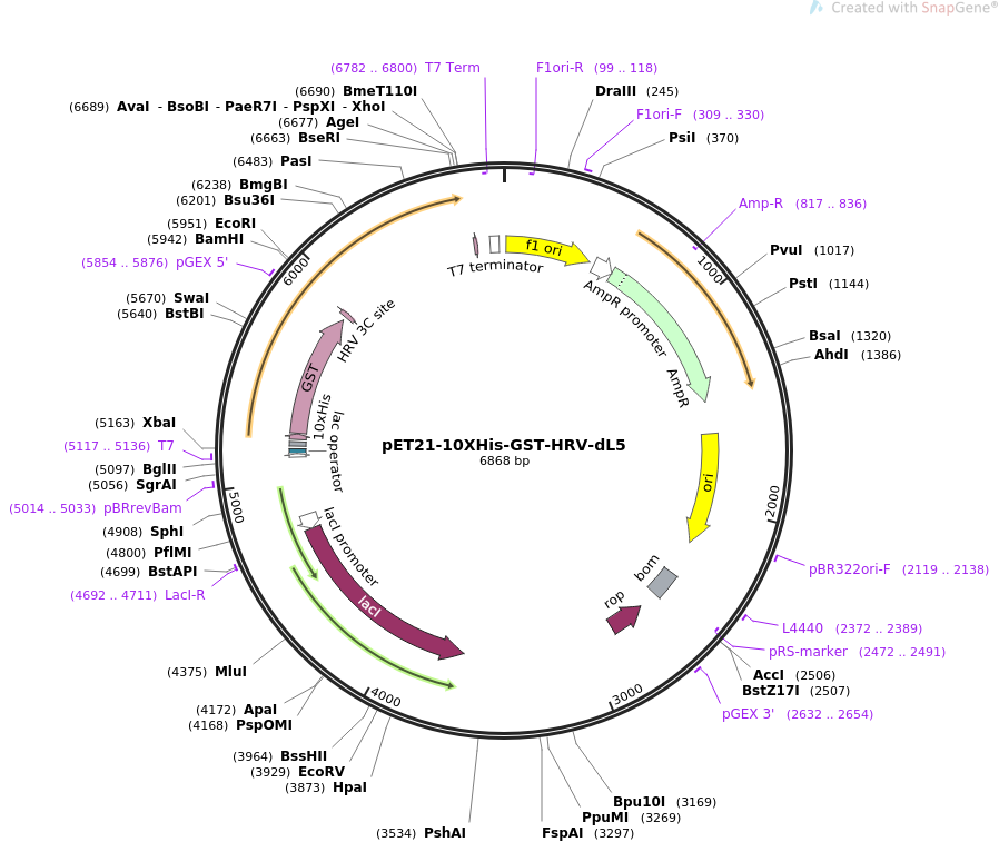 pET21-10XHis-GST-HRV-dL5质粒图谱