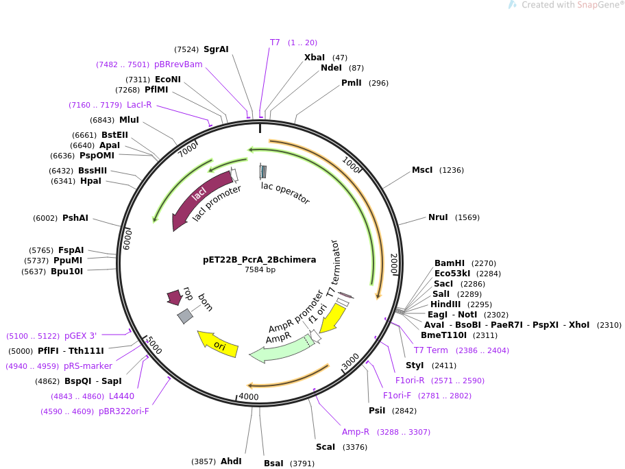 pET22B_PcrA_2Bchimera质粒图谱