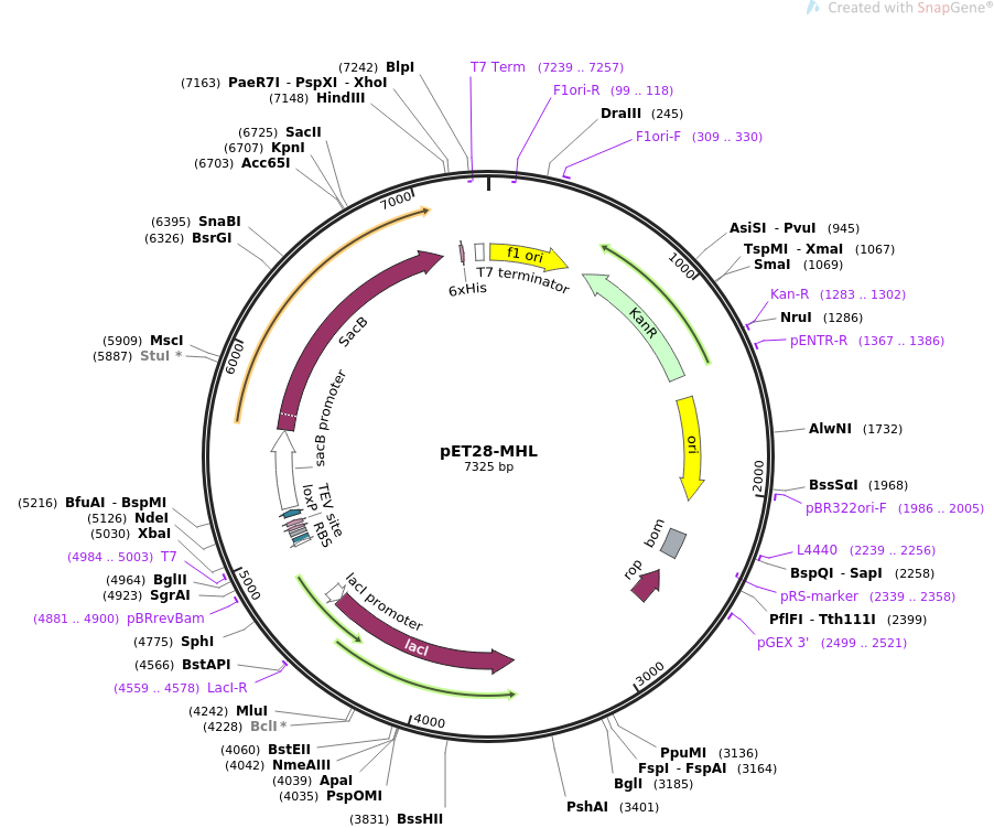 pET28-MHL质粒图谱