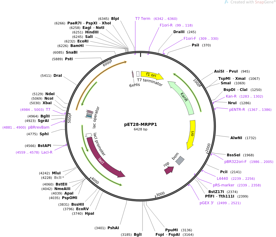 pET28-MRPP1载体图谱