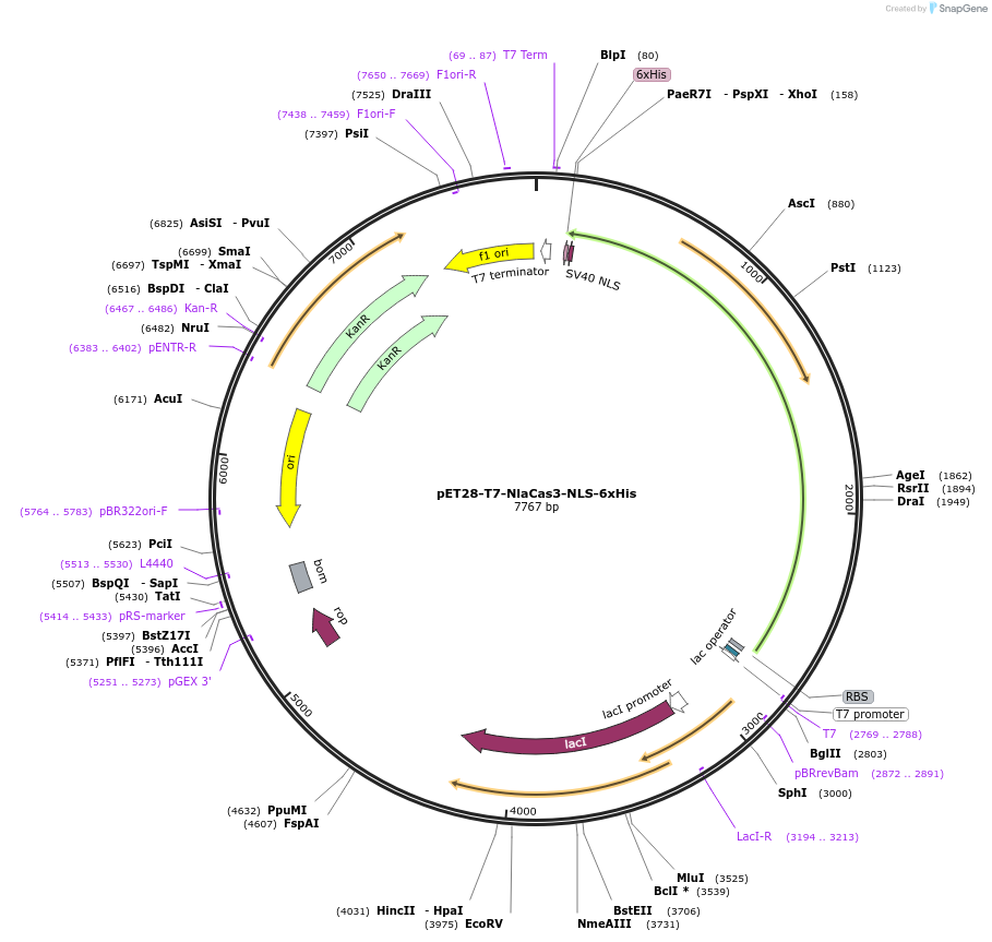 pET28-T7-NlaCas3-NLS-6xHis载体图谱