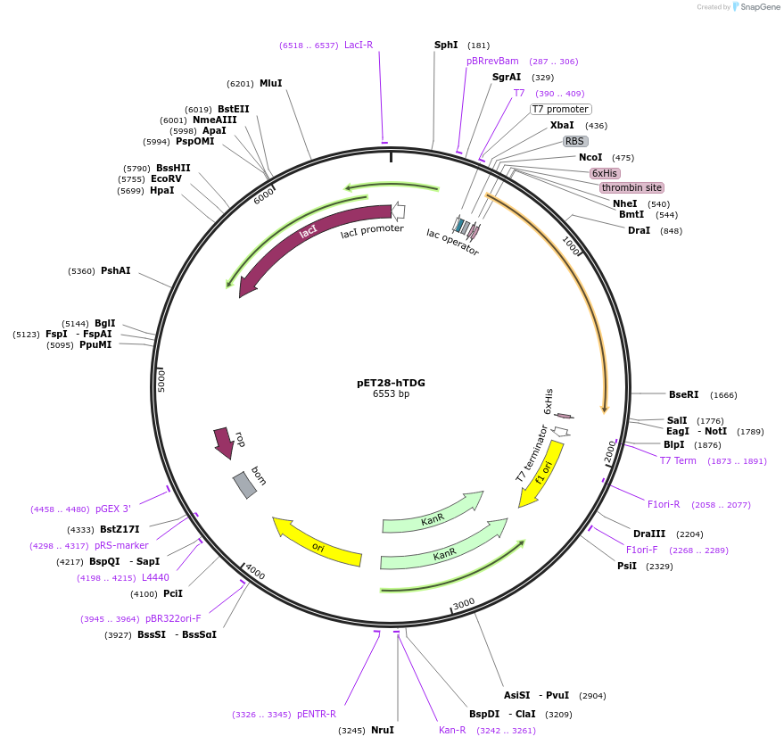 pET28-hTDG载体图谱