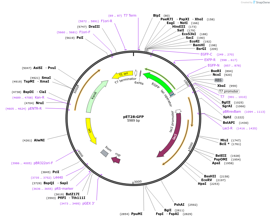 pET28:GFP载体图谱