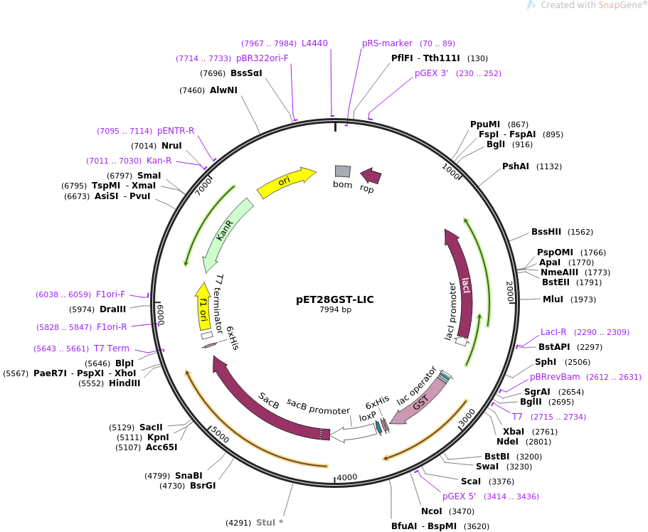 pET28GST-LIC质粒图谱