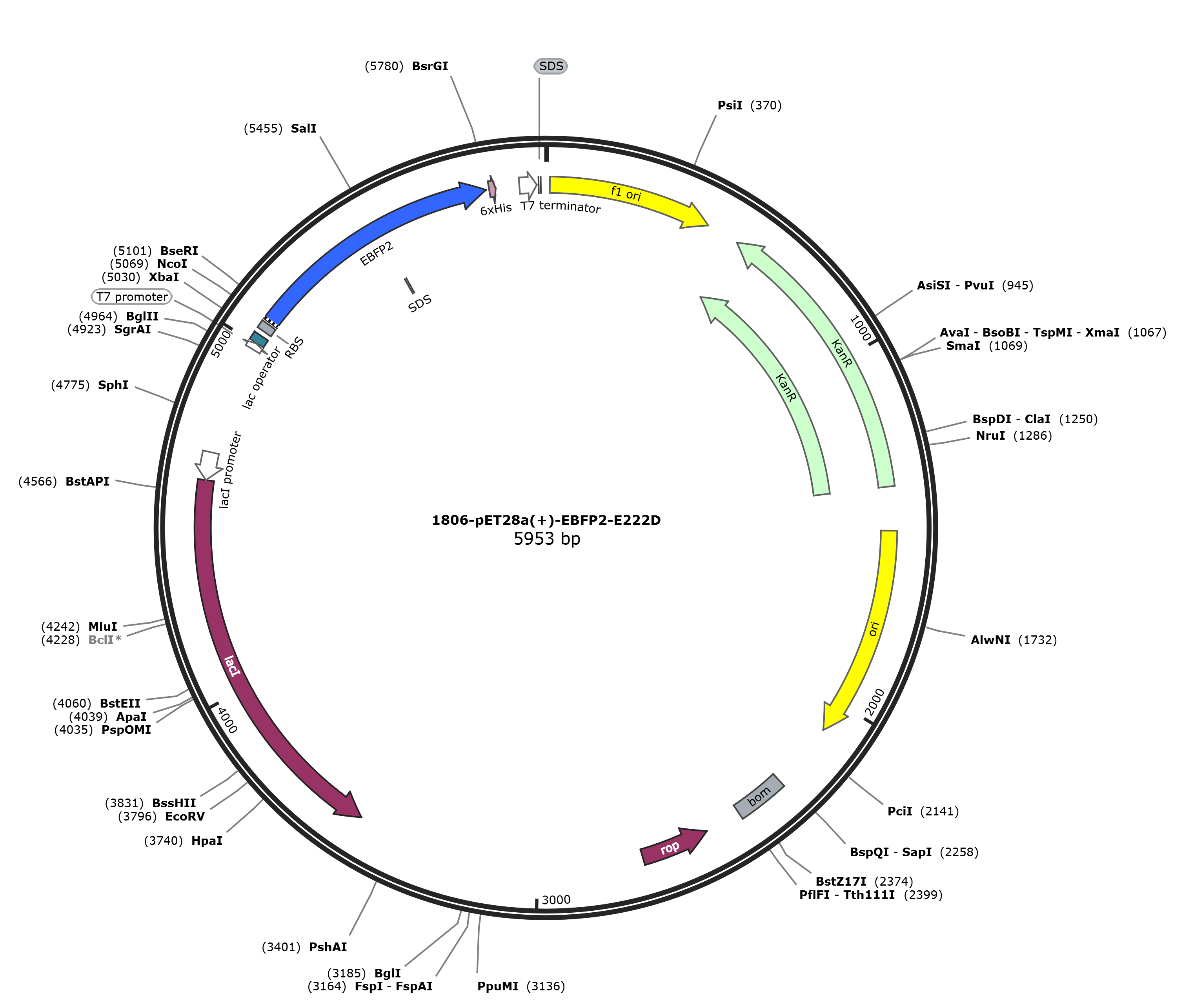 pET28a-EBFP2-E222D载体图谱