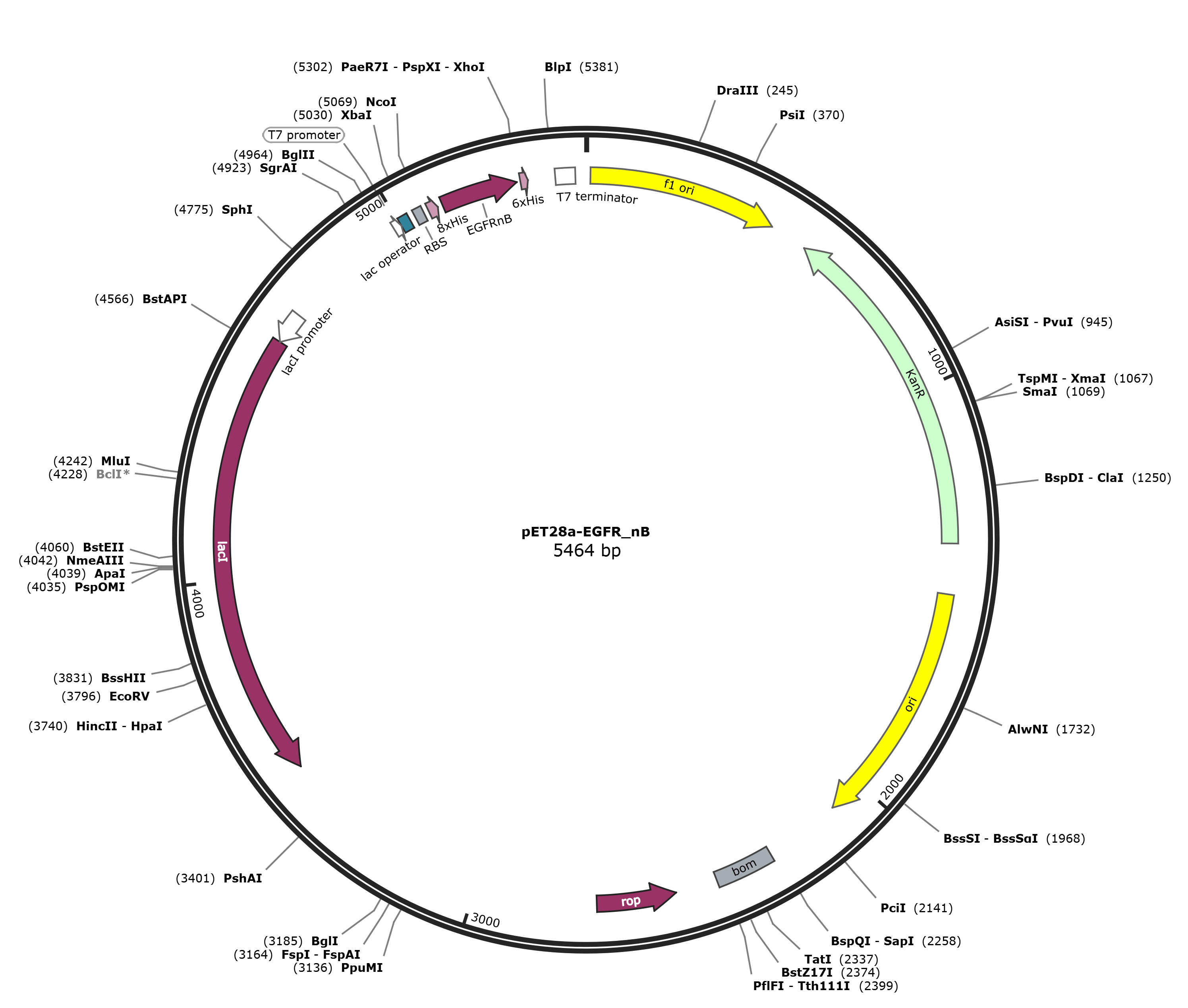 pET28a-EGFR_nB载体图谱