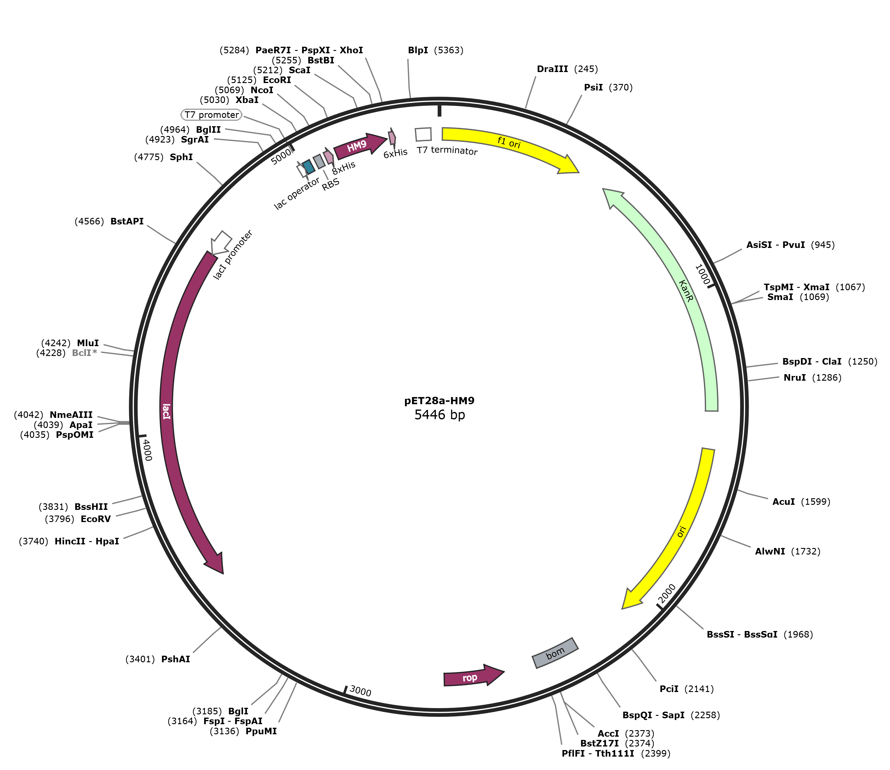 pET28a-HM9载体图谱