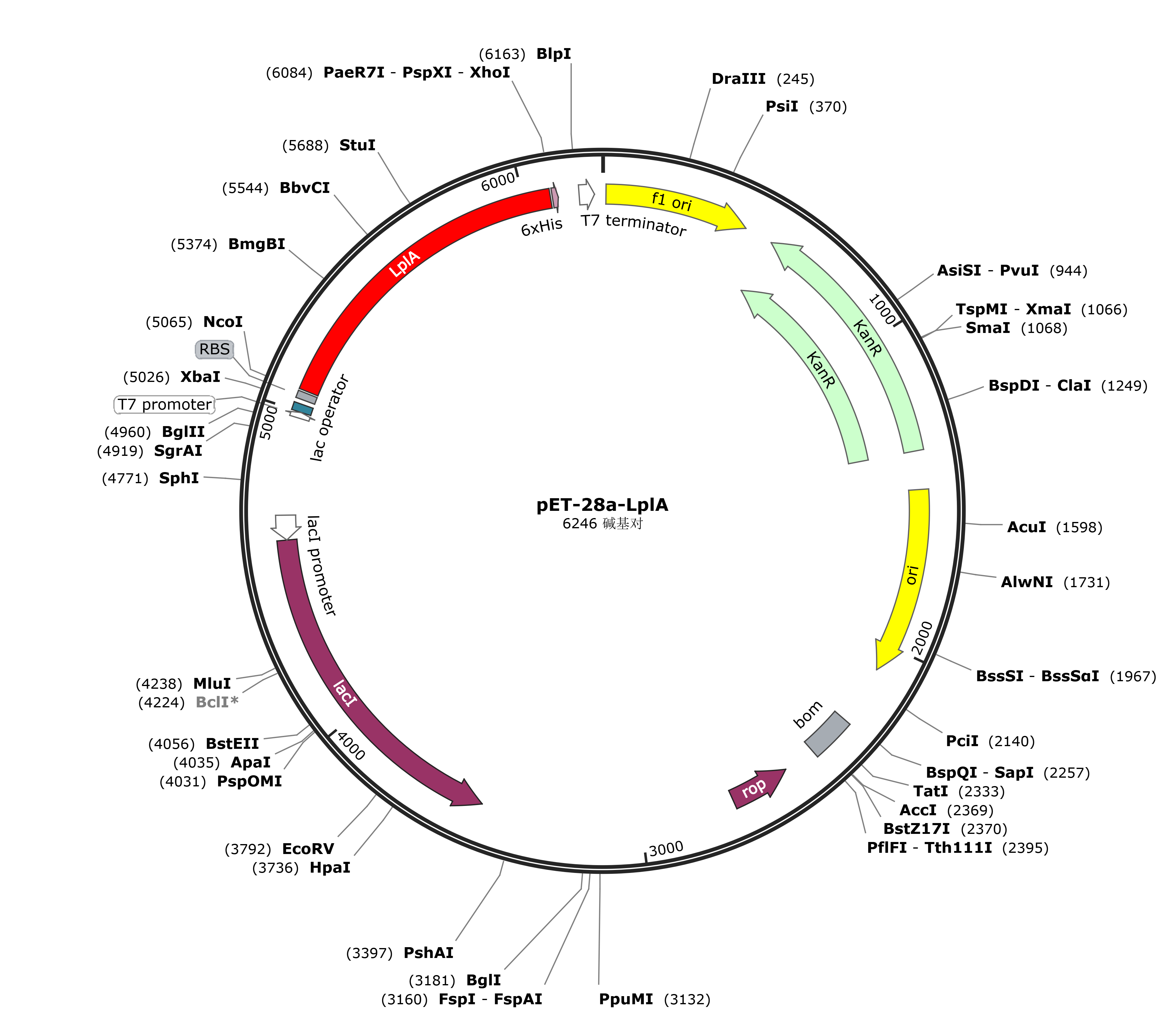 pET28a-LplA载体图谱