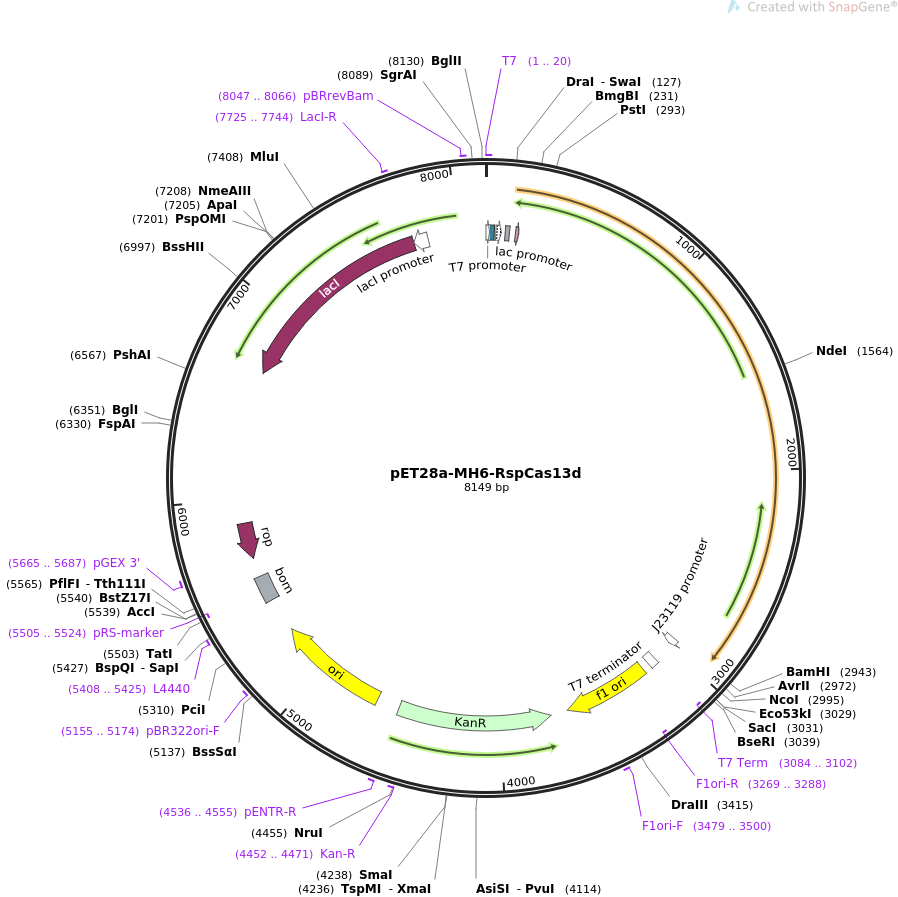 pET28a-MH6-RspCas13d质粒图谱