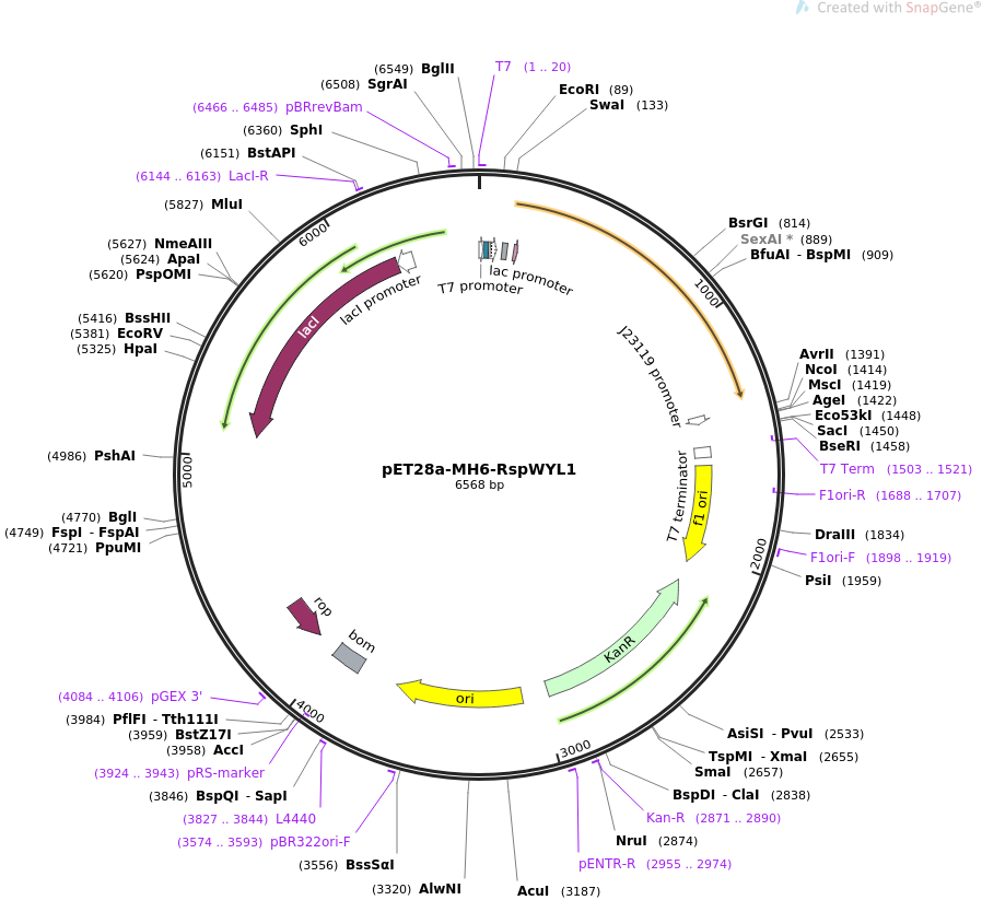 pET28a-MH6-RspWYL1质粒图谱