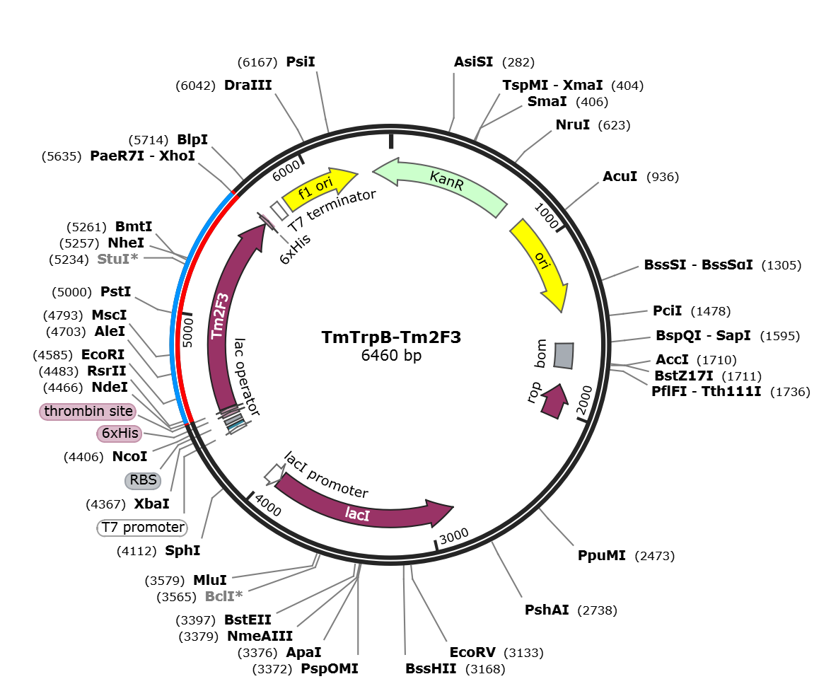 pET28a-TmTrpB-2F3-opt载体图谱