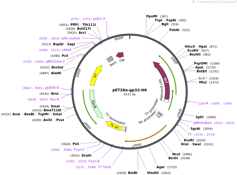 pET28a-gp32-H6质粒图谱