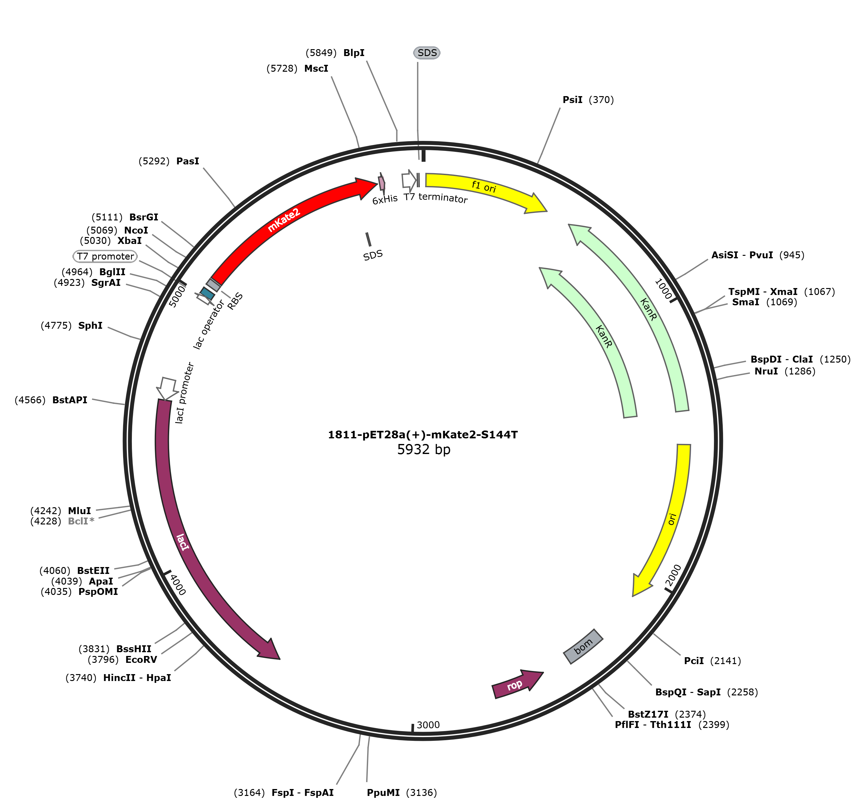 pET28a-mKate2-S144T载体图谱