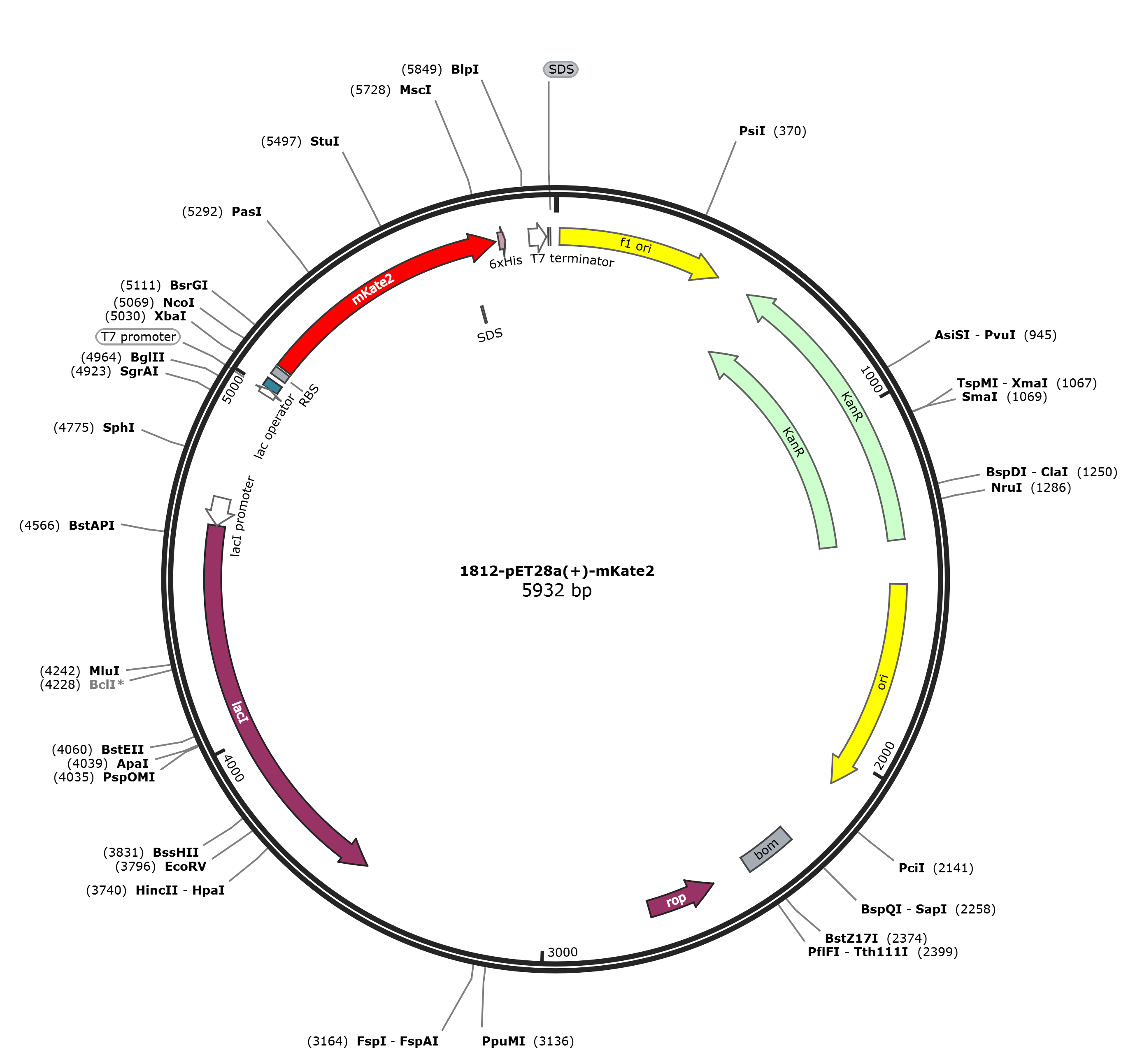 pET28a-mKate2载体图谱
