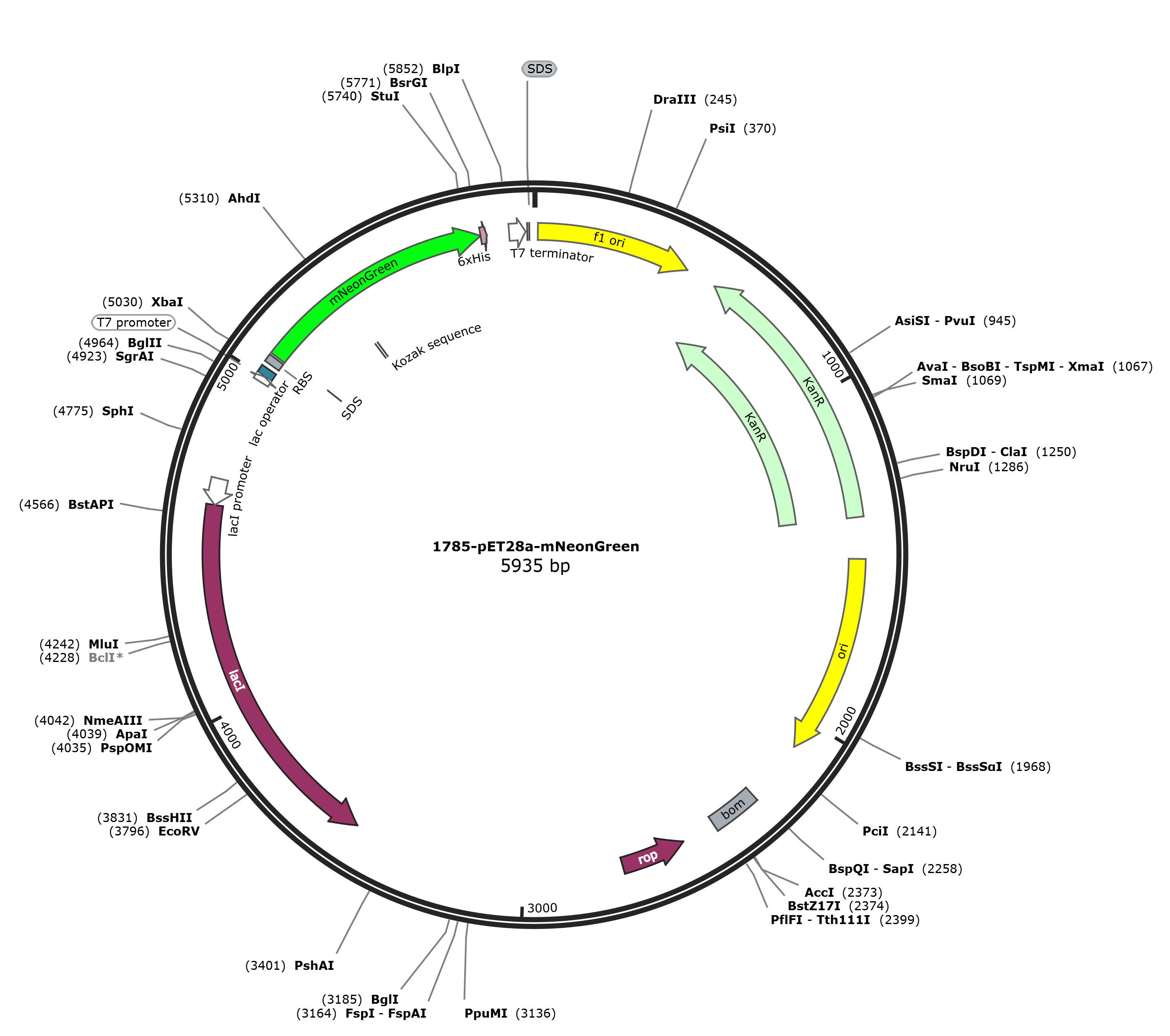 pET28a-mNeonGreen载体图谱