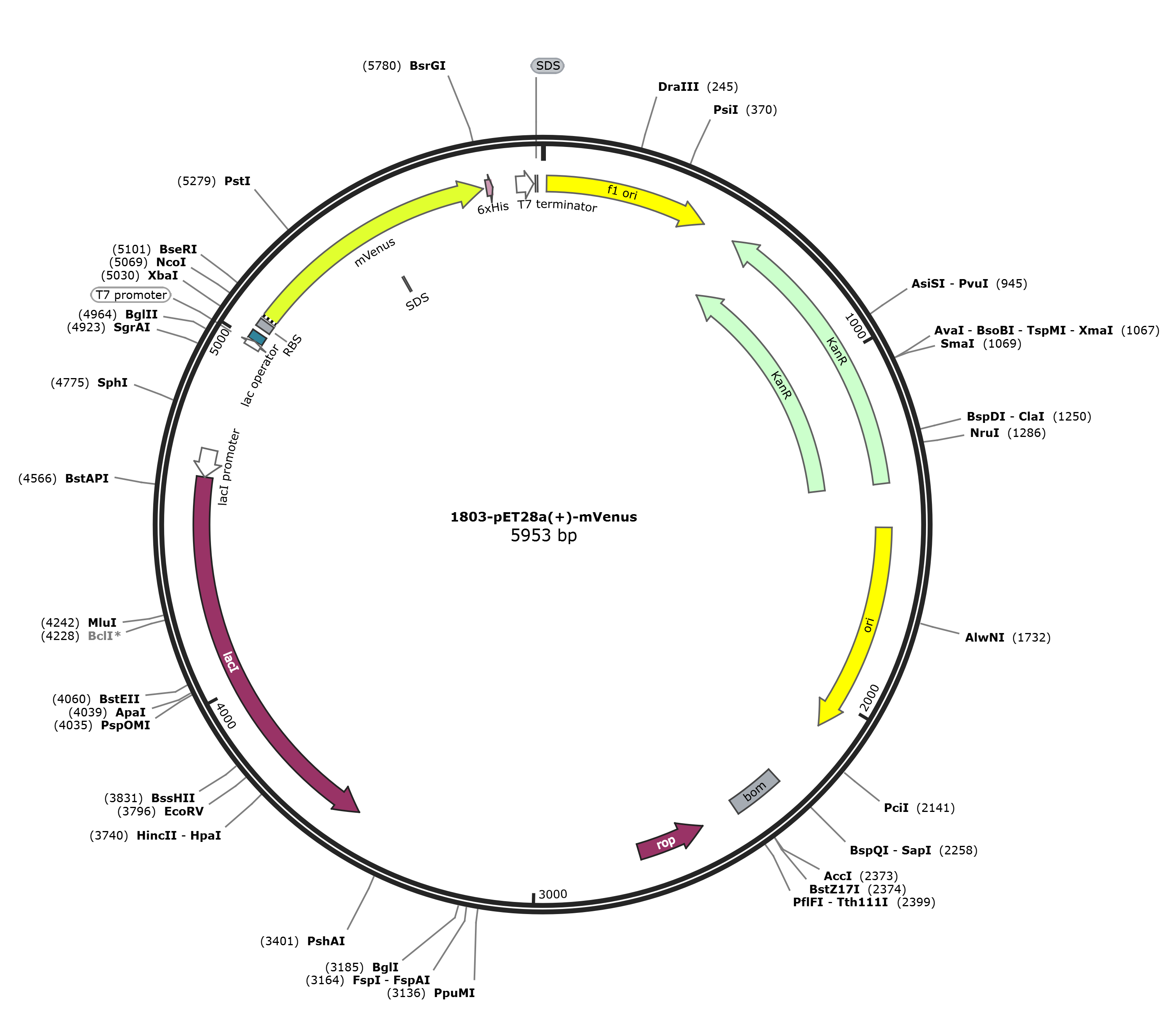 pET28a-mVenus载体图谱