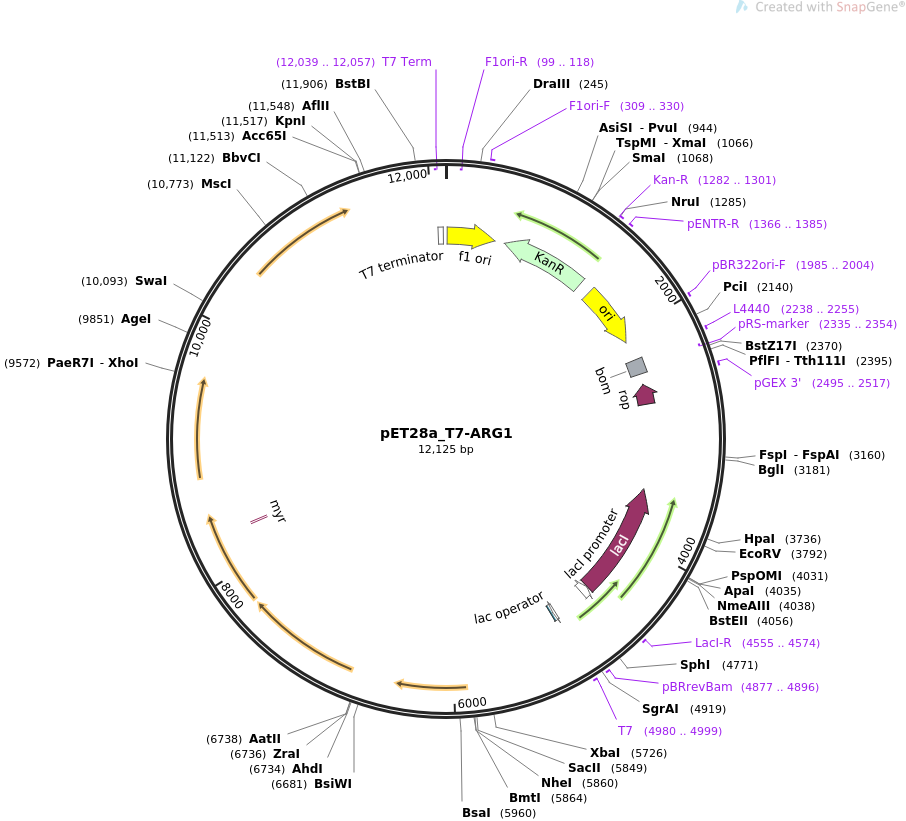 pET28a_T7-ARG1质粒图谱