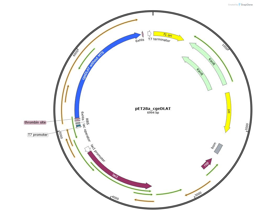pET28a_cgeDLAT载体图谱
