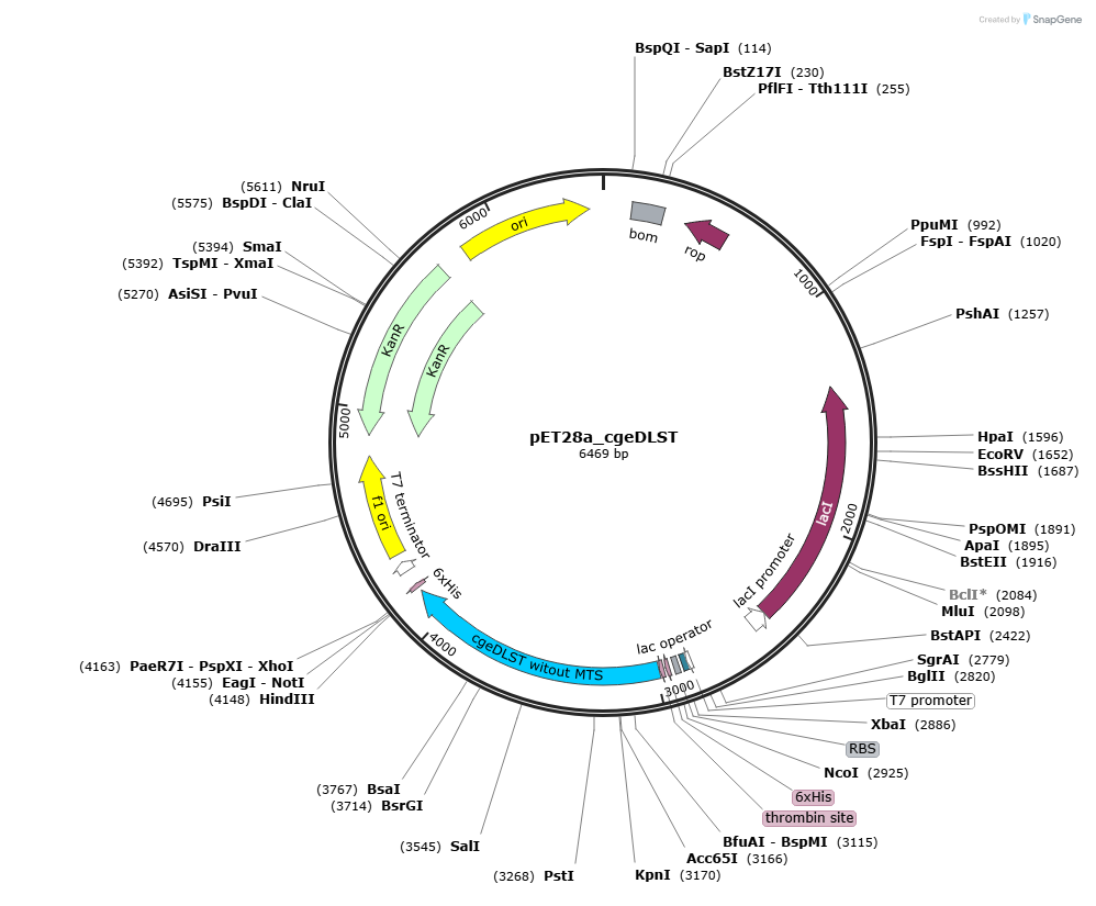 pET28a_cgeDLST载体图谱