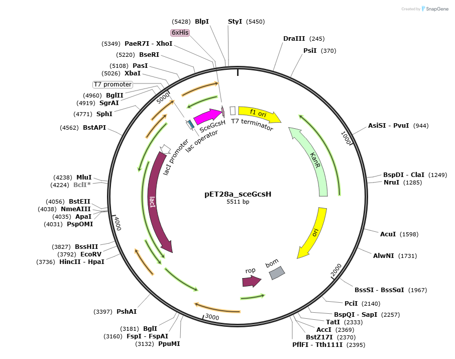 pET28a_sceGcsH载体图谱
