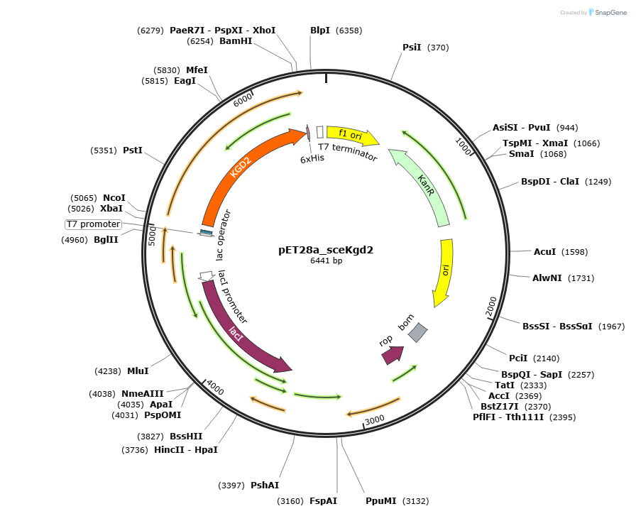 pET28a_sceKgd2载体图谱