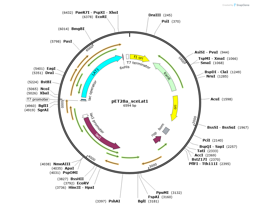 pET28a_sceLat1载体图谱