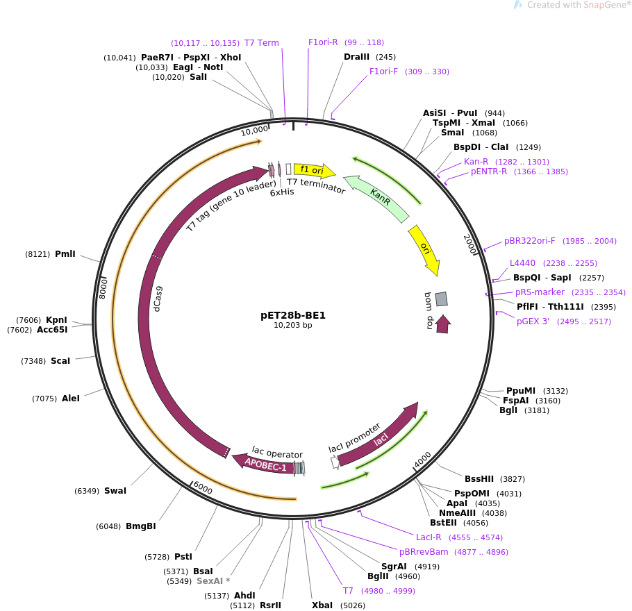pET28b-BE1质粒图谱