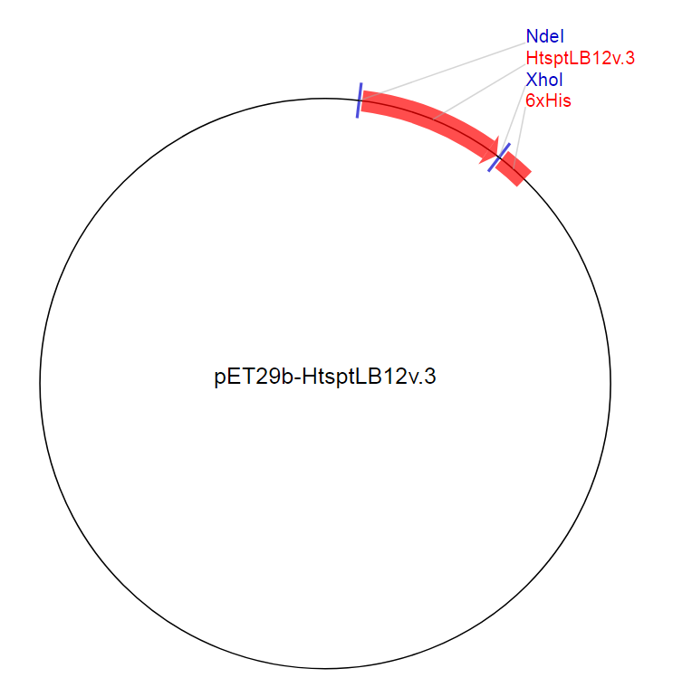 pET29b-HtsptLB12v.3质粒图谱