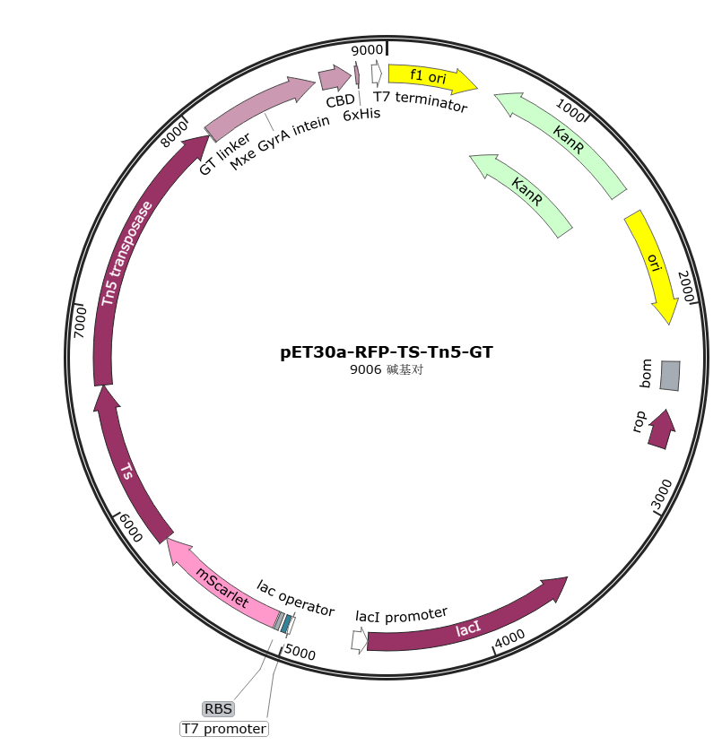 pET30a-RFP-TS-Tn5-GT载体图谱
