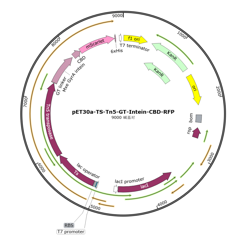 pET30a-TS-Tn5-GT-Intein-CBD-RFP载体图谱