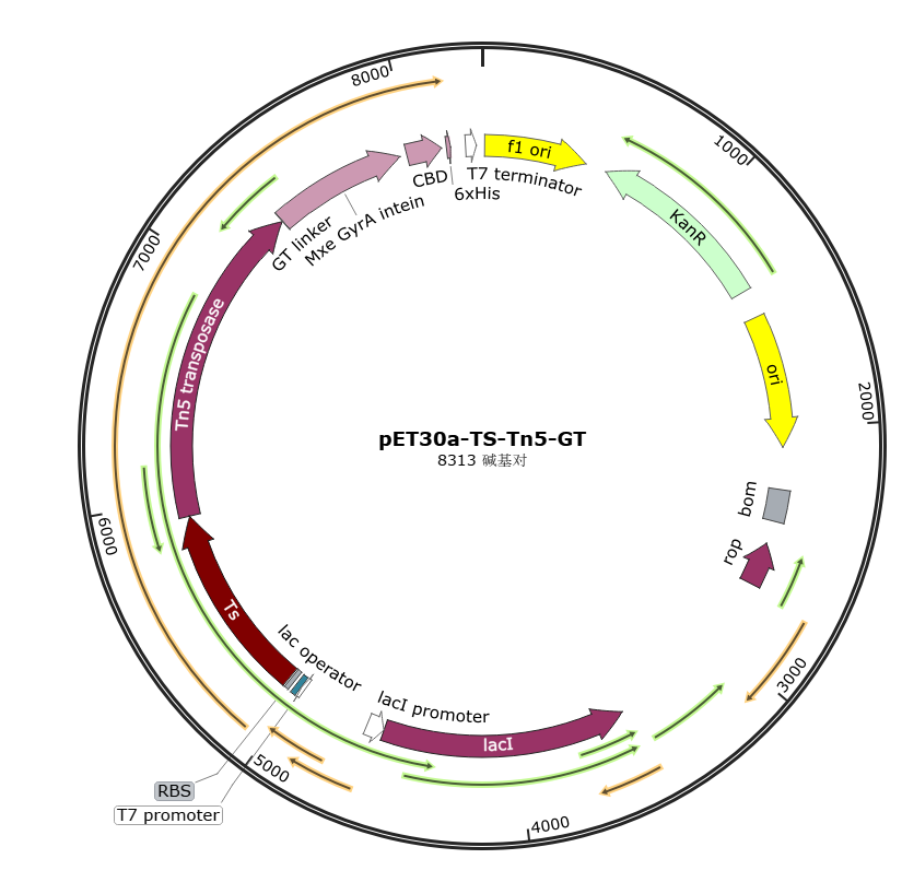 pET30a-TS-Tn5-GT载体图谱