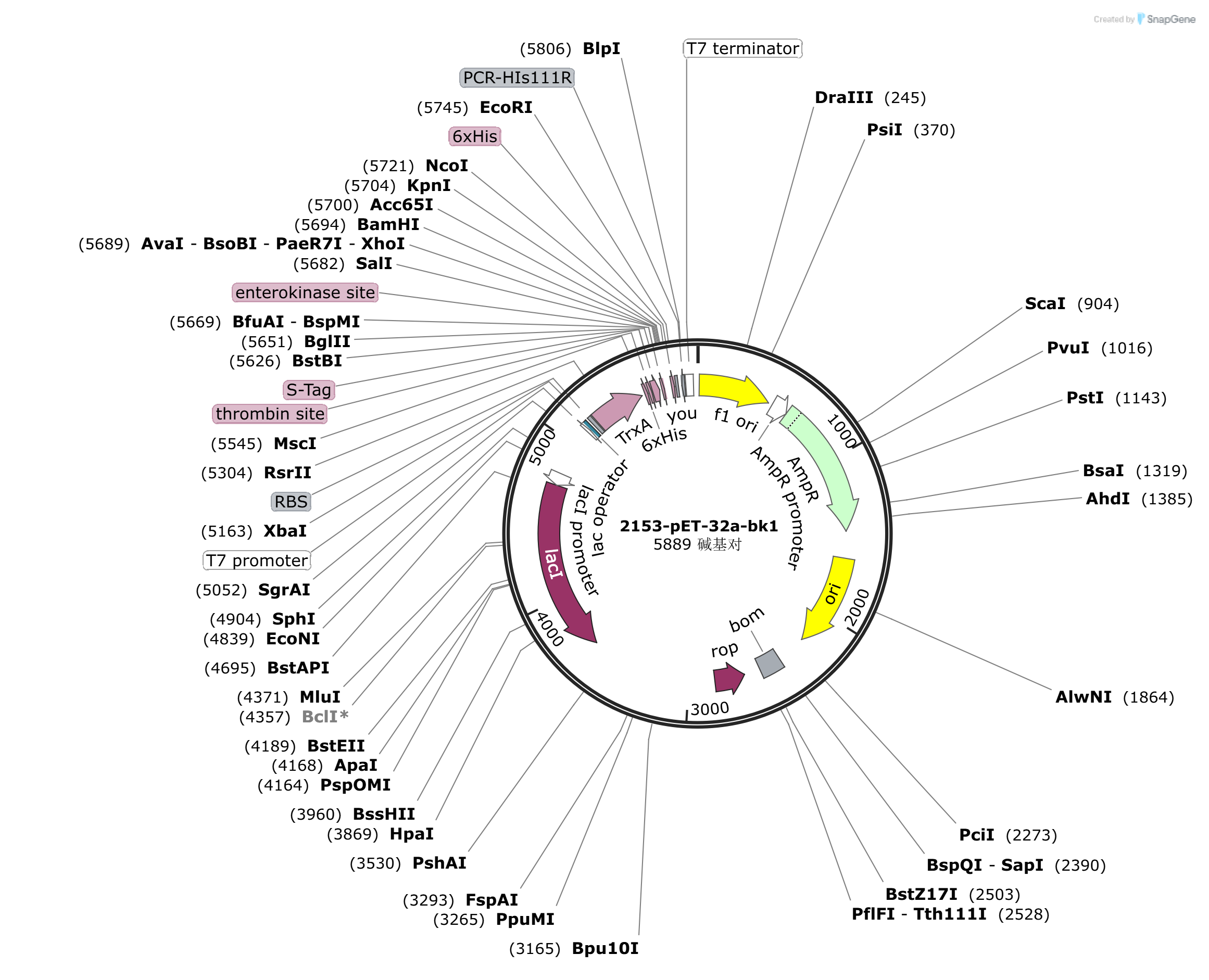 pET32a-bk1载体图谱