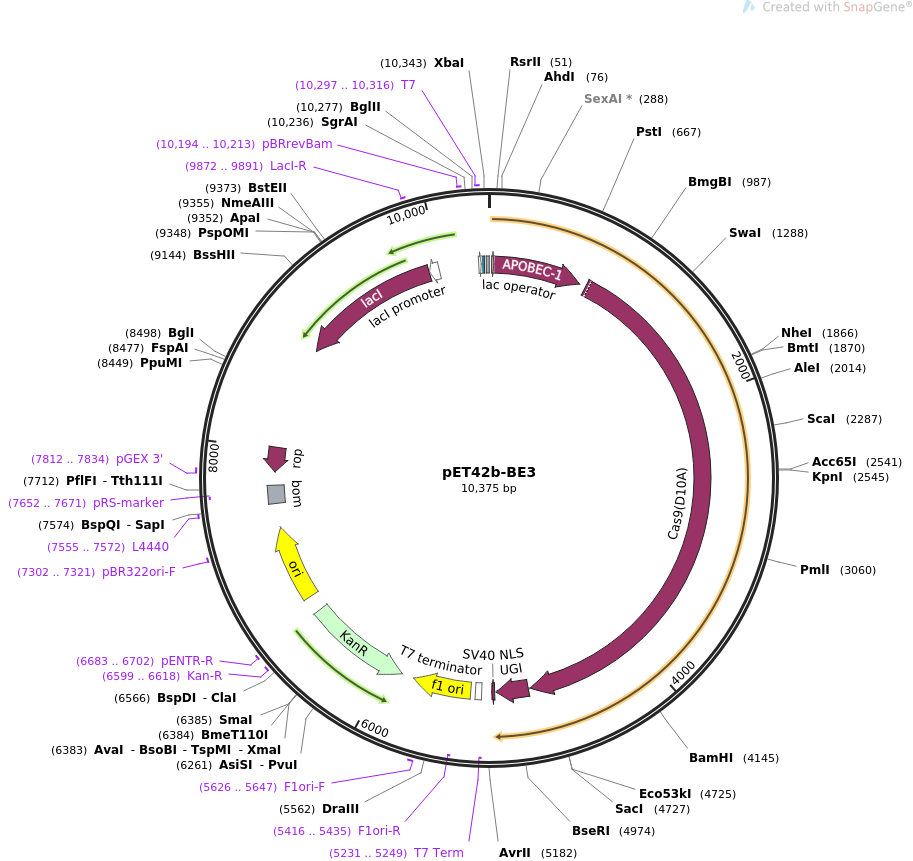 pET42b-BE3质粒图谱