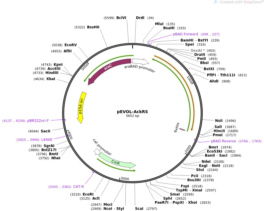 pEVOL-AckRS质粒图谱