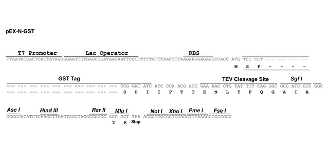 pEX-N-GST载体多克隆位点 pEX-N-GST多克隆位点