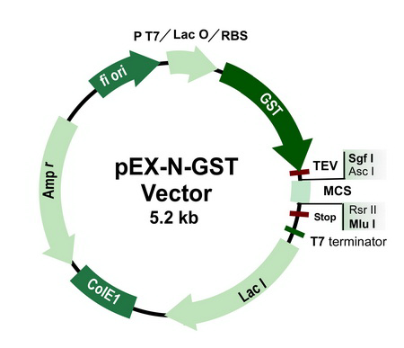 pEX-N-GST载体图谱
