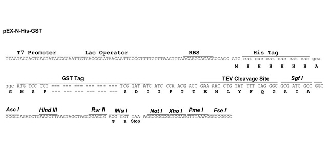 pEX-N-His-GST载体多克隆位点 pEX-N-His-GST多克隆位点
